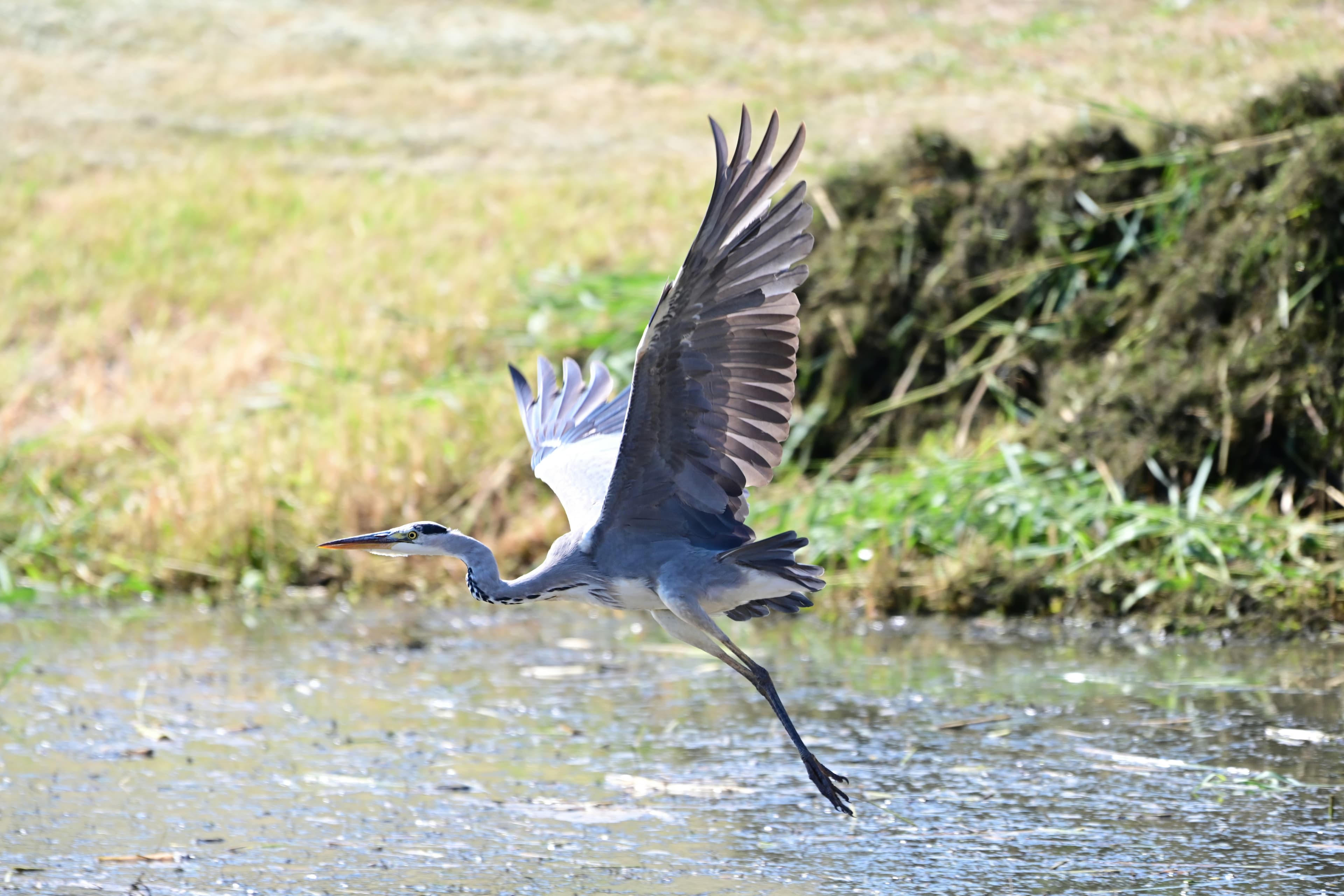 Reiger