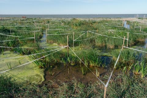 Het landschap van LIFE Watersource in Andijk
